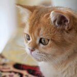 Close up of Cat Head