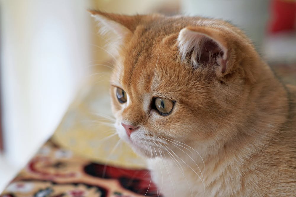 Close up of Cat Head