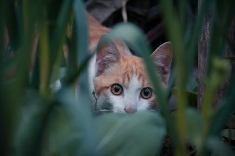 Cat Walking Beside the Plants