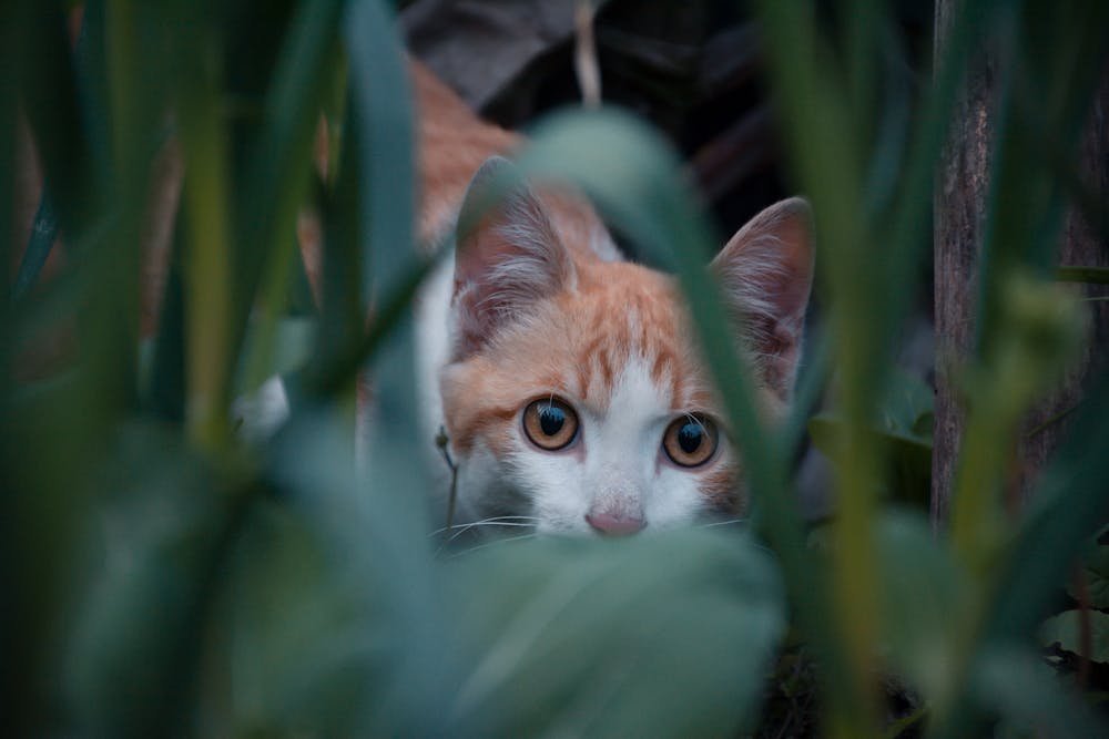 Cat Walking Beside the Plants