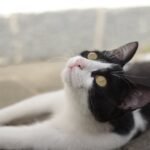 Charming Black and White Cat Lounging Outdoors
