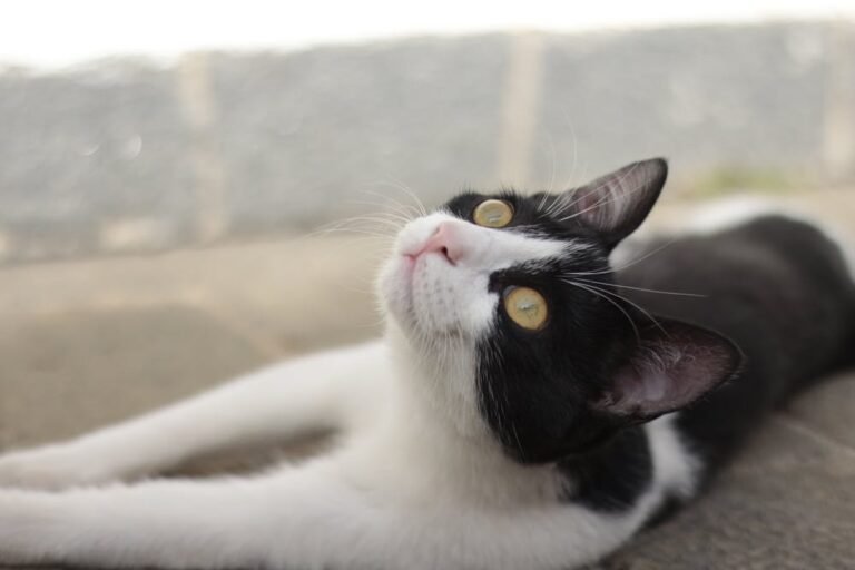 Charming Black and White Cat Lounging Outdoors