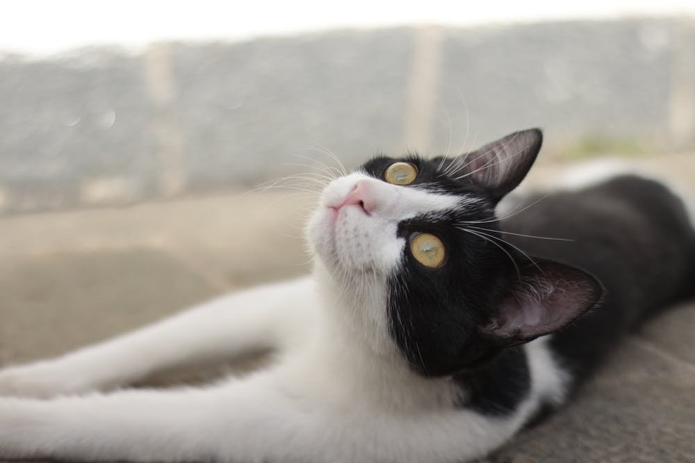 Charming Black and White Cat Lounging Outdoors
