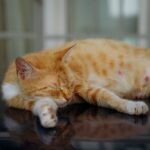 Orange Tabby Cat Lying on Glass Table