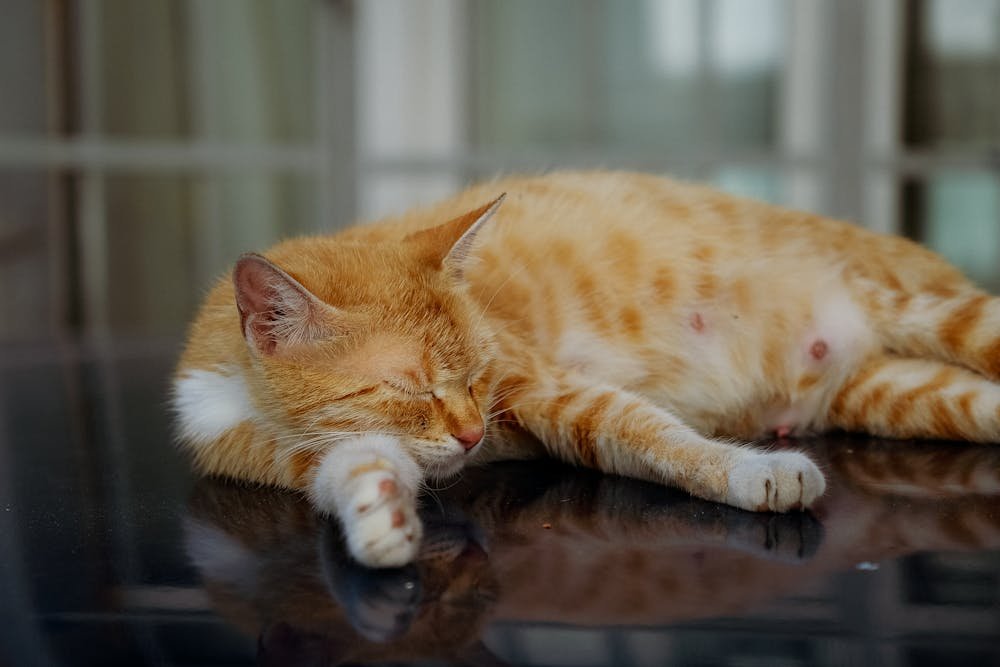 Orange Tabby Cat Lying on Glass Table
