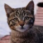 Close-up Photo of a Kitten