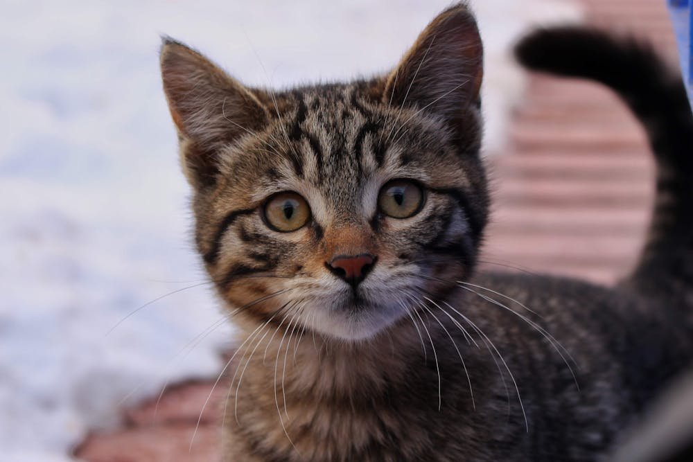 Close-up Photo of a Kitten