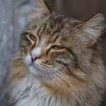 Close-up Portrait of a Fluffy Maine Coon Cat