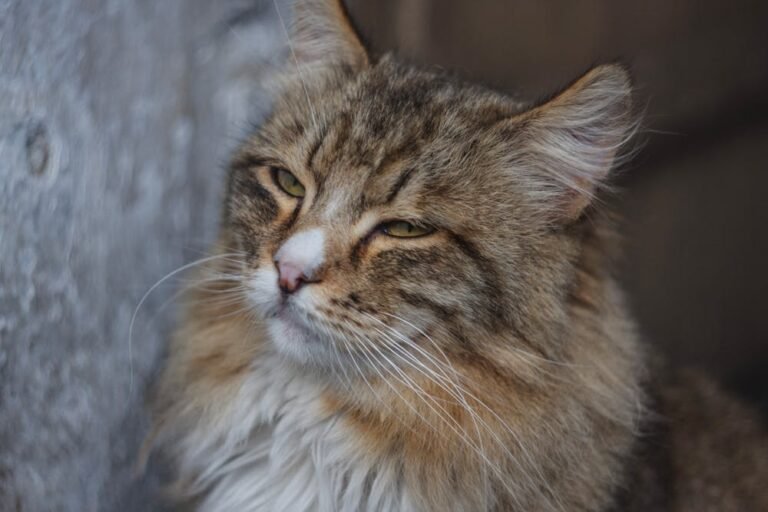 Close-up Portrait of a Fluffy Maine Coon Cat