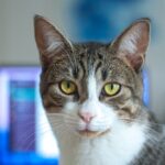 Shallow Focus Photography of Silver Tabby Cat
