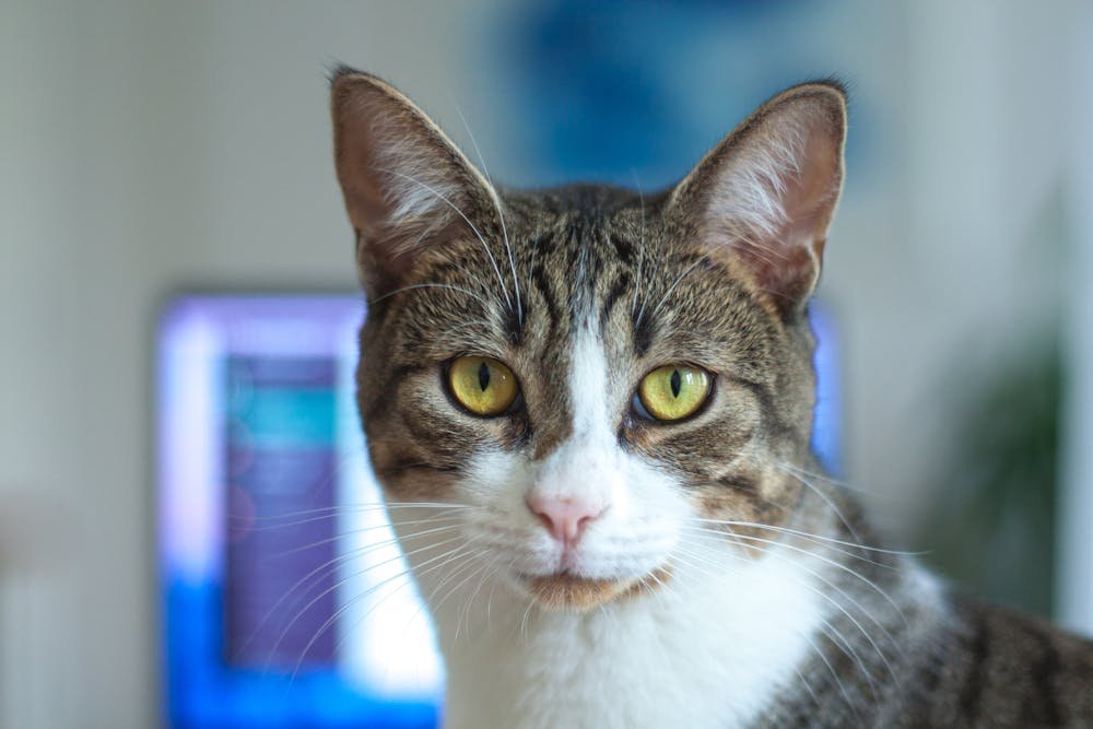 Shallow Focus Photography of Silver Tabby Cat