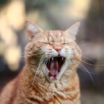 An Orange Tabby Cat