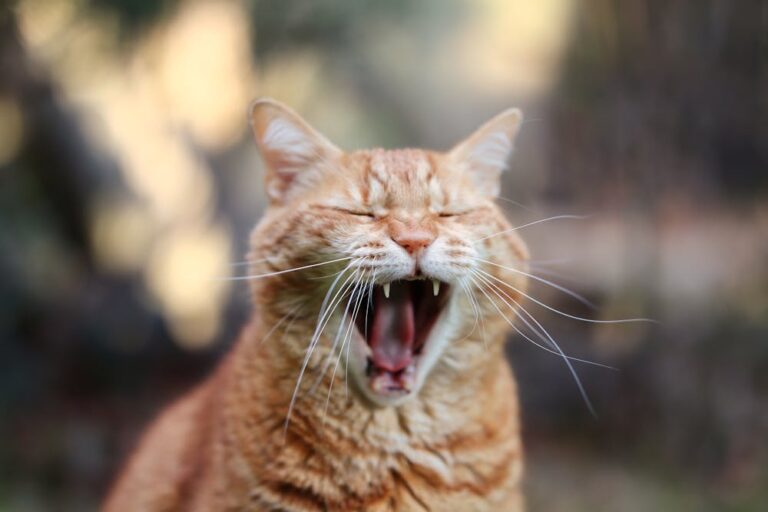 An Orange Tabby Cat