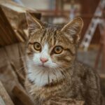 Portrait of a Tabby Cat
