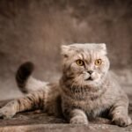 Cats Walking at Home