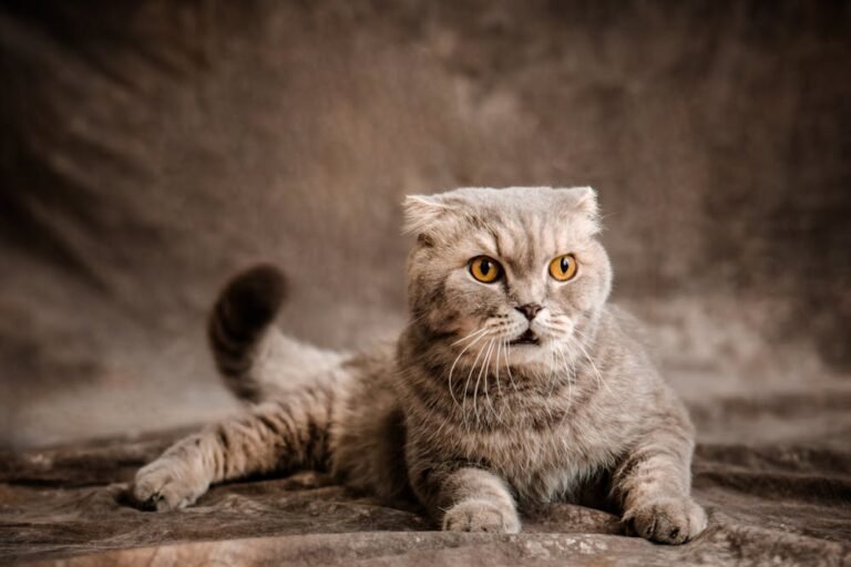 Cats Walking at Home