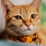Close-Up Shot of an Orange Tabby Cat