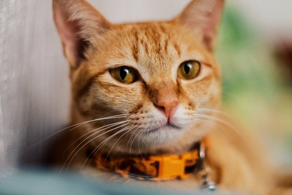 Close-Up Shot of an Orange Tabby Cat