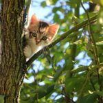 Low Angle View of Cat on Tree