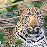 Leopard Sitting on Green Grass