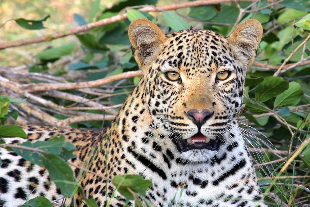 Leopard Sitting on Green Grass