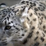 Wildlife Photography of Tiger