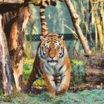 Photo Of Tiger
