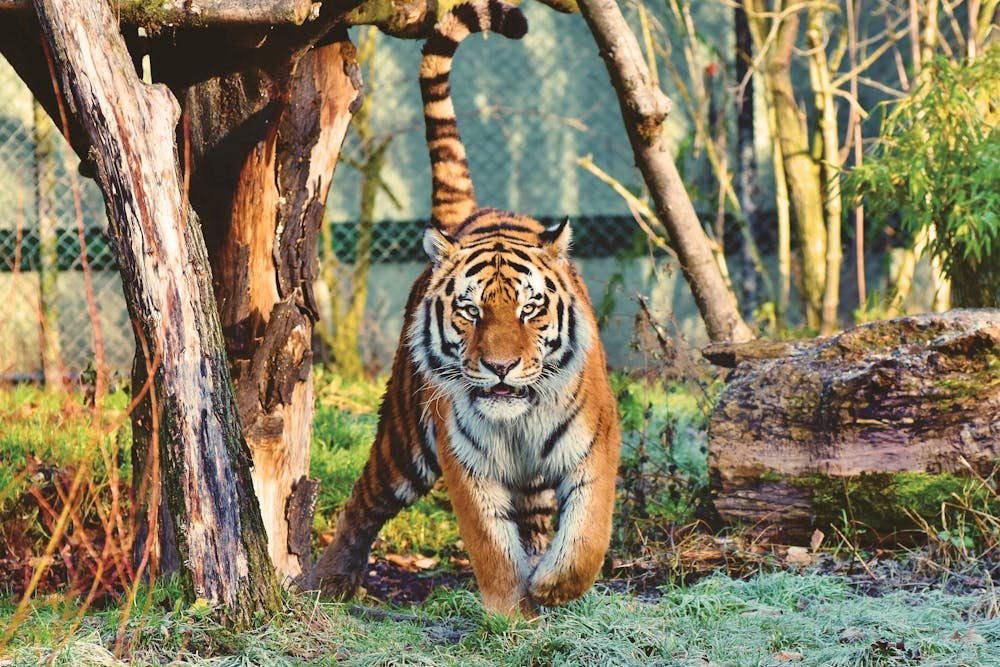 Photo Of Tiger