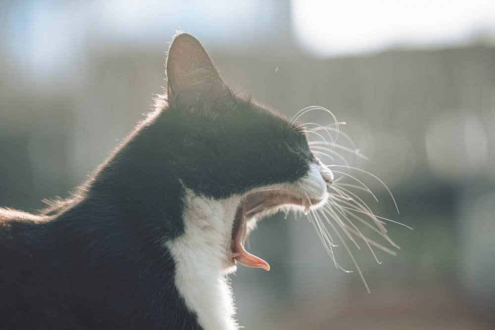 Yawning Tuxedo Cat in Outdoor Sunlight