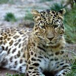 Selective Focus Photo of a Leopard Lying on the Ground