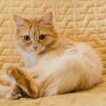 Orange Tabby Cat Lying on Brown Textile