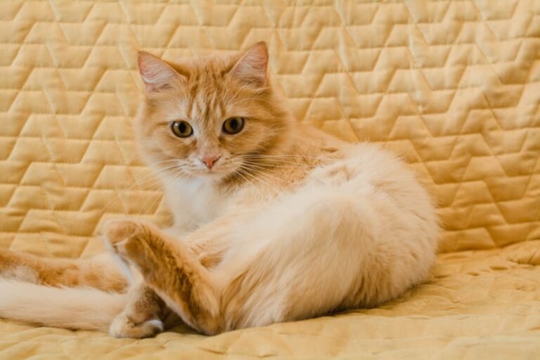 Orange Tabby Cat Lying on Brown Textile