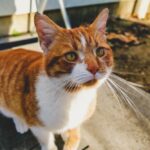 Selective Focus Photography of Orange and White Tabby Cat