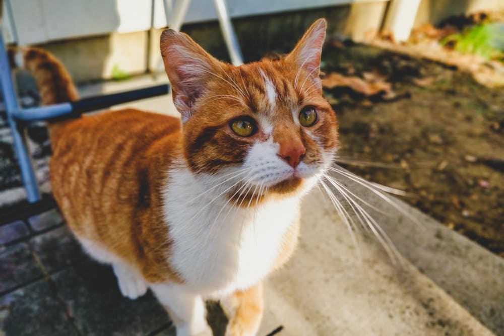 Selective Focus Photography of Orange and White Tabby Cat