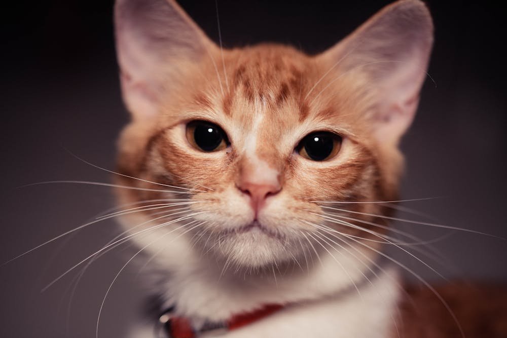 Close-up portrait of a ginger cat with white fur