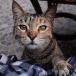A cat sitting on a blanket with its eyes open