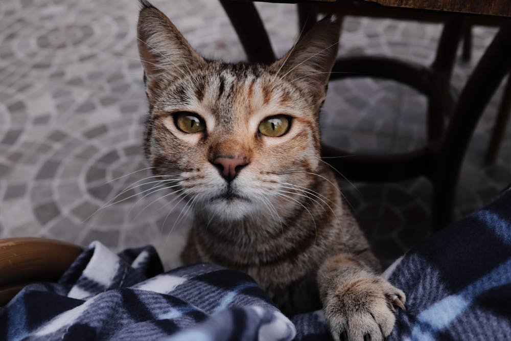 A cat sitting on a blanket with its eyes open