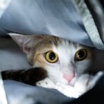 A Cat Peeking from a Bag