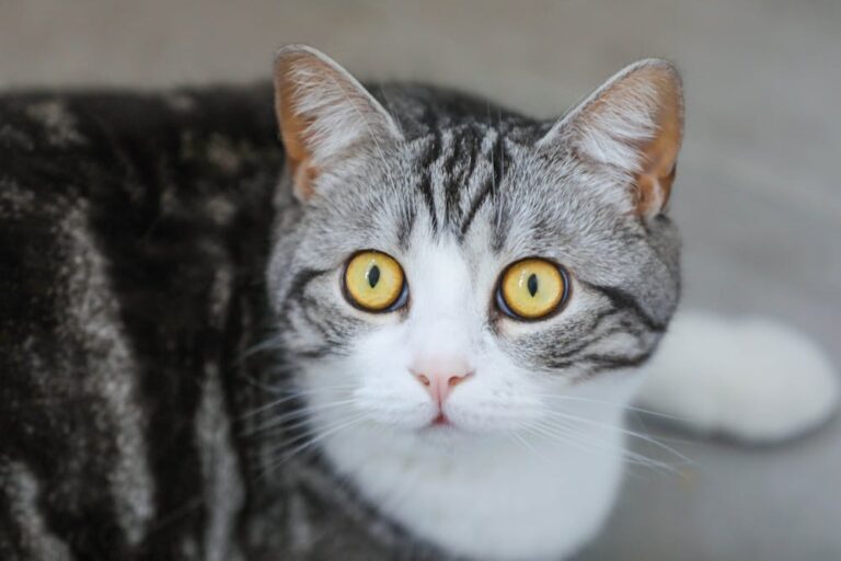 Close-up of a Tabby Cat with Yellow Eyes