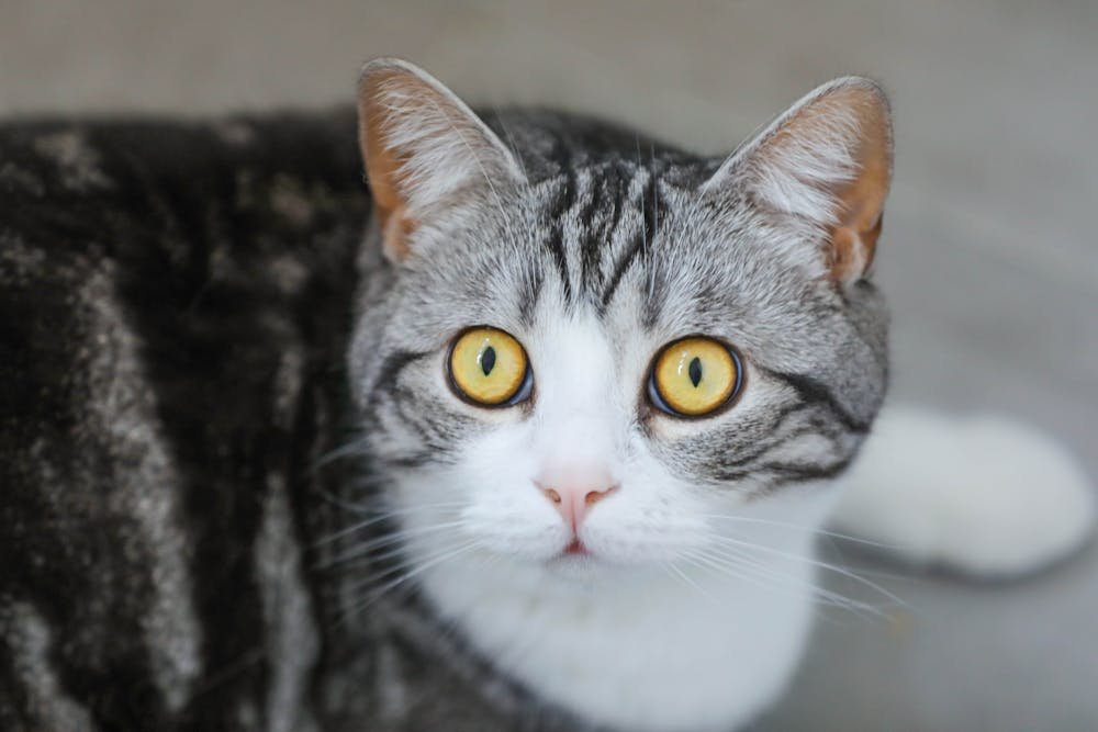 Close-up of a Tabby Cat with Yellow Eyes