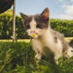 White and Grey Kitten Smelling White Daisy Flower