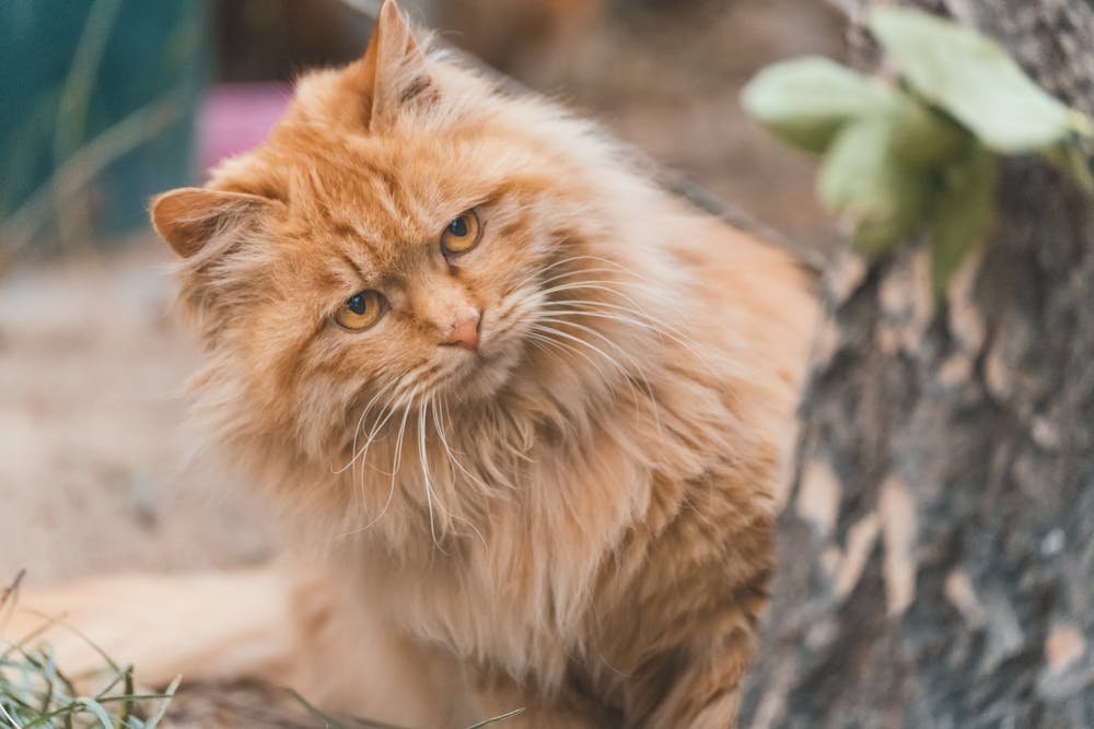 Close-Up of an Orange Tabby Cat