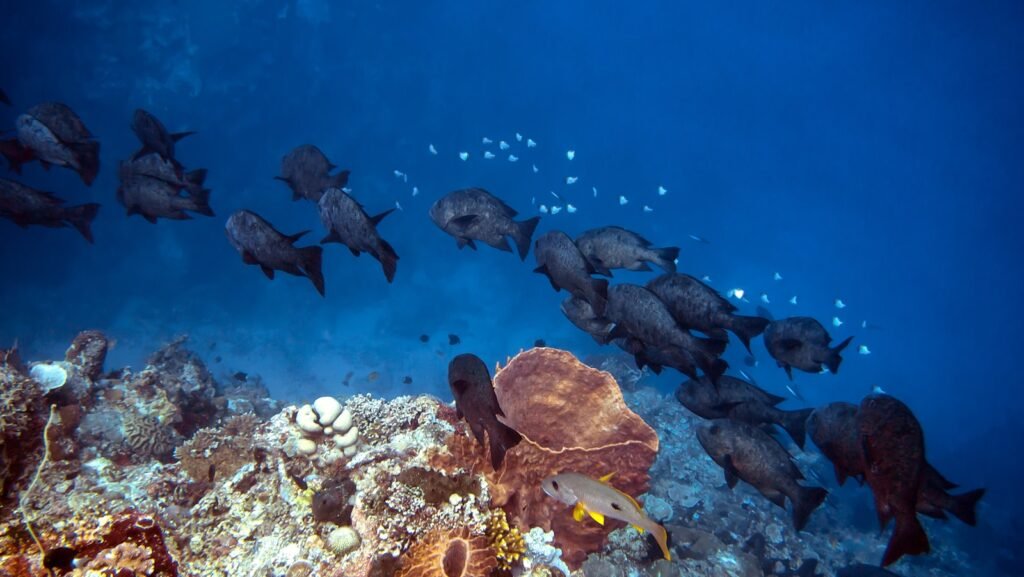 a large group of fish swimming over a coral reef