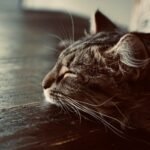 A close up of a cat laying on a wooden floor