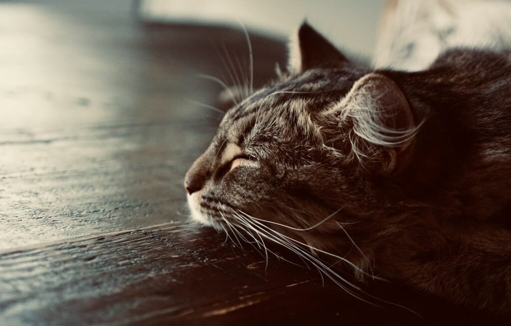 A close up of a cat laying on a wooden floor