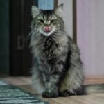 a cat sitting on the floor with its tongue out
