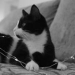 tuxedo cat lying on textile