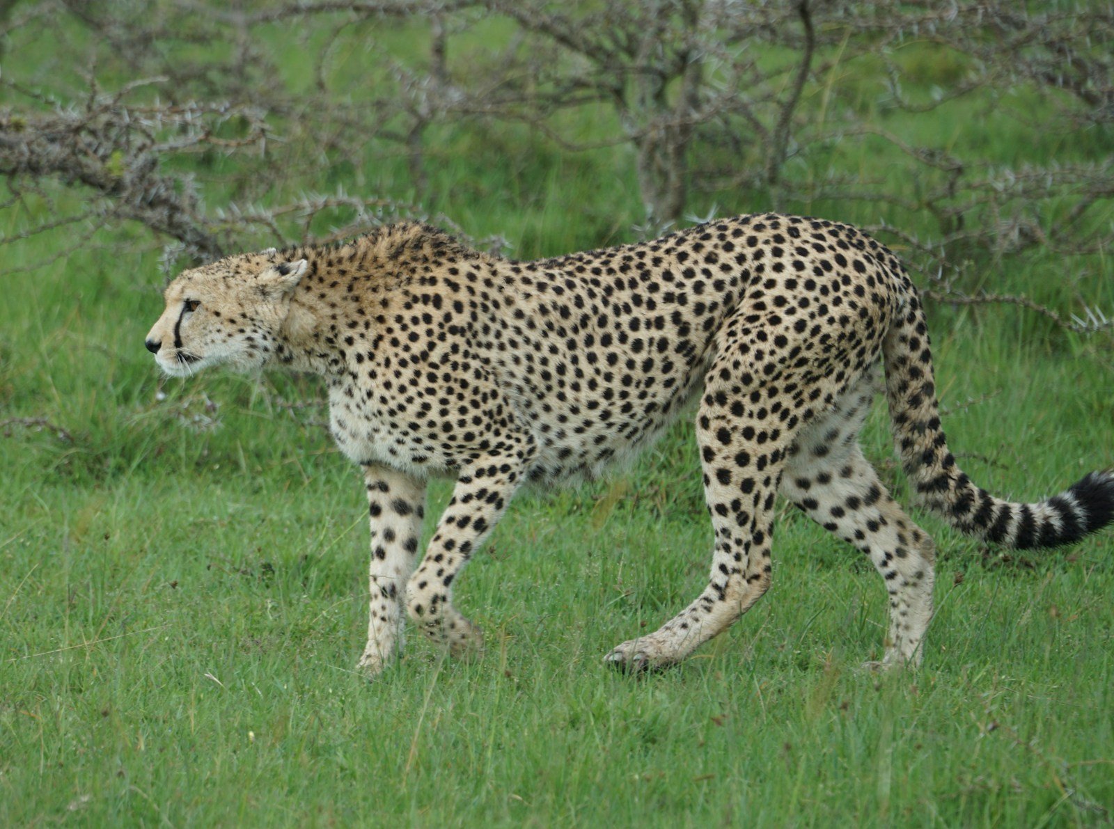 a cheetah is walking through the grass in the wild