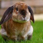 Close-up of a brown rabbit sitting on green grass, showcasing its curious expression.