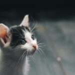Adorable black and white kitten looking up with curious eyes, close-up view.
